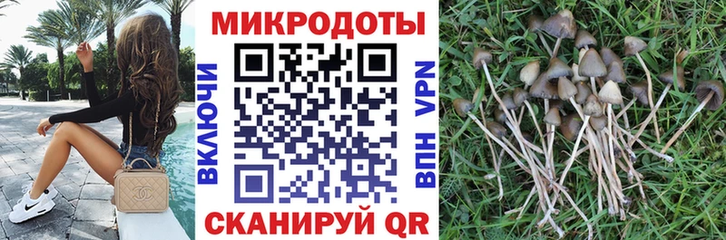 Псилоцибиновые грибы Psilocybe купить наркотики сайты блэк спрут ссылки Изобильный